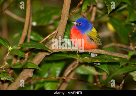 (Passerina ciris Painted Bunting), Merritt Island National Wildlife Refuge, en Floride Banque D'Images