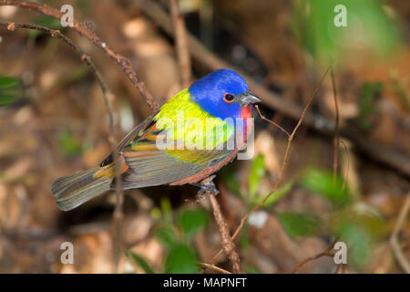 (Passerina ciris Painted Bunting), Merritt Island National Wildlife Refuge, en Floride Banque D'Images