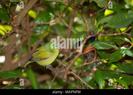 (Passerina ciris Painted Bunting), Merritt Island National Wildlife Refuge, en Floride Banque D'Images