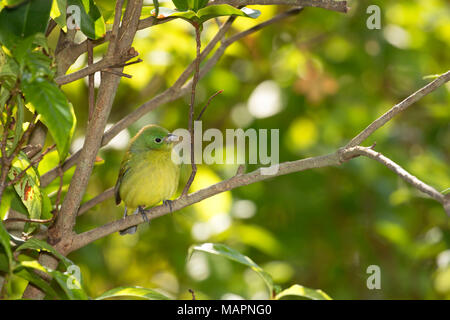 (Passerina ciris Painted Bunting), Merritt Island National Wildlife Refuge, en Floride Banque D'Images