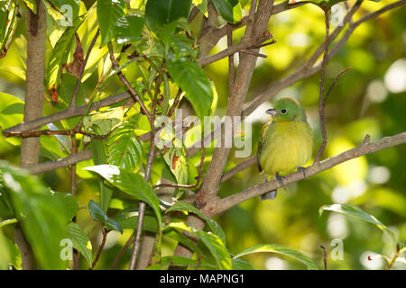 (Passerina ciris Painted Bunting), Merritt Island National Wildlife Refuge, en Floride Banque D'Images