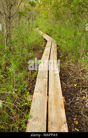 À travers la forêt de Mangrove Boardwalk, Pine Island Conservation Area, Florida Banque D'Images