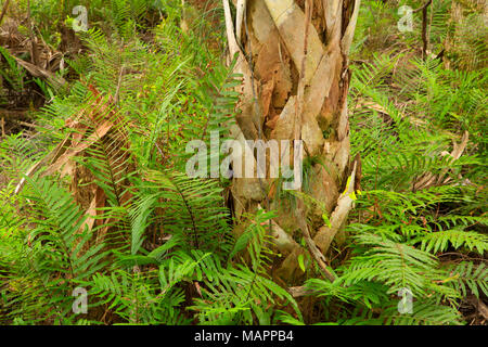 Forêt de fougères, de l'Île Pine Conservation Area, Florida Banque D'Images