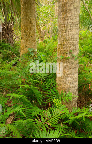 Forêt de fougères, de l'Île Pine Conservation Area, Florida Banque D'Images