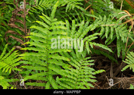 Forêt de fougères, de l'Île Pine Conservation Area, Florida Banque D'Images