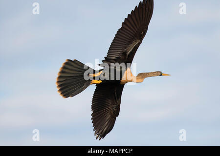 Anhinga (Anhinga anhinga), Ritch Grissom Memorial Zones humides à Viera, Florida Banque D'Images