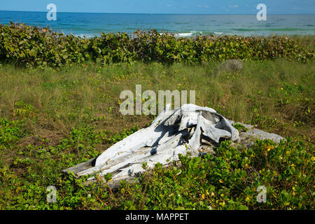 Crâne de baleine, sanctuaire de l'île de barrière, en Floride Banque D'Images