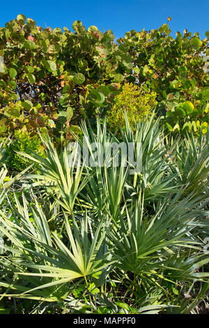 Fourré côtière de Boardwalk, sanctuaire de l'île de barrière, en Floride Banque D'Images