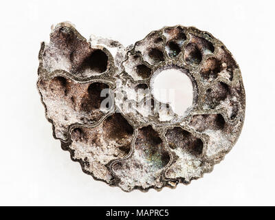 La prise de vue macro des eaux minérales naturelles rock specimen - la moitié des fossiles d'Ammonites sur fond de marbre blanc Banque D'Images