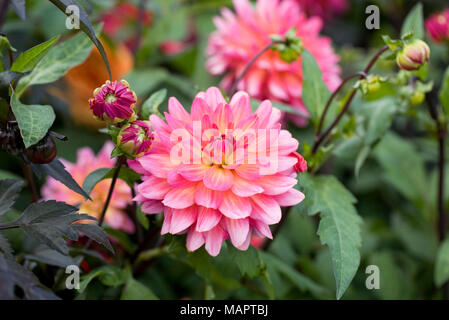 Type nénuphar rose Dahlia dans le jardin. Banque D'Images