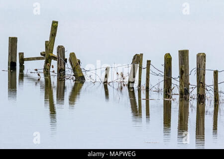 Clôture inondée avec des réflexions, Ouse lavages, Cambridgeshire, Angleterre Banque D'Images