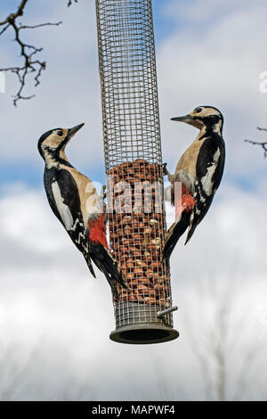 Deux femmes grand pic mar (Dendrocopos major) s'affrontent sur une mangeoire, Cambridgeshire, Angleterre Banque D'Images