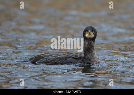 L'immature (Shag Phalacrocorax aristotelis) natation, Waterbeach, Cambridgeshire Banque D'Images