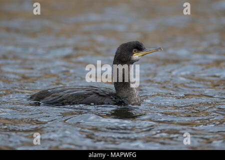 L'immature (Shag Phalacrocorax aristotelis) natation, Waterbeach, Cambridgeshire Banque D'Images