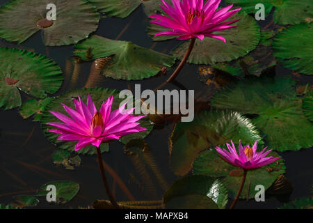 Close-up water lily sur le lac Banque D'Images