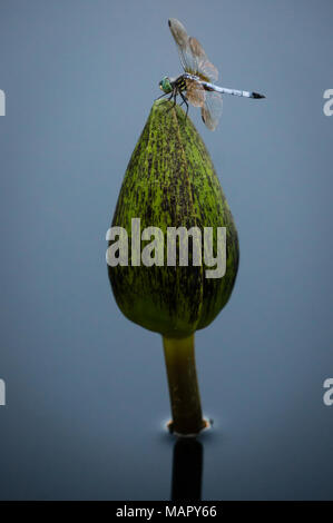 Une libellule perchée sur Water Lily Bud Banque D'Images