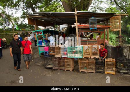 Le marché des oiseaux et des fleurs de Malang, Malang, Java Est, Indonésie, Asie du Sud, Asie Banque D'Images
