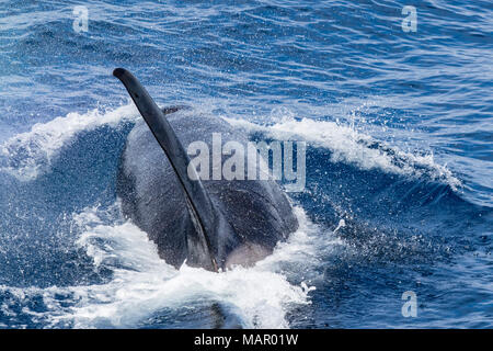 Un adulte de type D (sous-antarctique) orque (Orcinus orca), émerge dans le Passage de Drake, l'Antarctique, régions polaires Banque D'Images