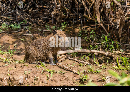 Une baie capybara (Hydrochoerus hydrochaeris), Porto Jofre, Mato Grosso, Pantanal, Brésil, Amérique du Sud Banque D'Images