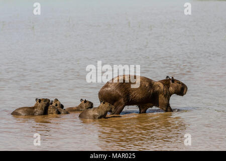 Des profils capybara (Hydrochoerus hydrochaeris), avec les jeunes, Porto Jofre, Mato Grosso, Pantanal, Brésil, Amérique du Sud Banque D'Images