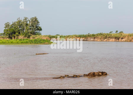 Des profils capybara (Hydrochoerus hydrochaeris), avec les jeunes, Porto Jofre, Mato Grosso, Pantanal, Brésil, Amérique du Sud Banque D'Images