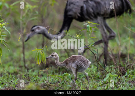 Un poussin nandou (Rhea americana), Pousado Rio Claro, Mato Grosso, Brésil, Amérique du Sud Banque D'Images