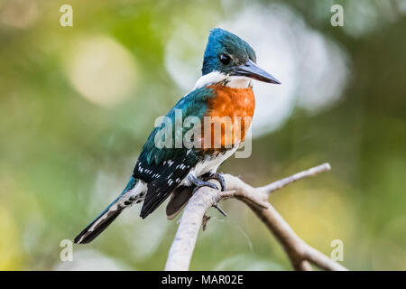 Un homme adulte green (Chloroceryle americana), Porto Jofre, Mato Grosso, Pantanal, Brésil, Amérique du Sud Banque D'Images