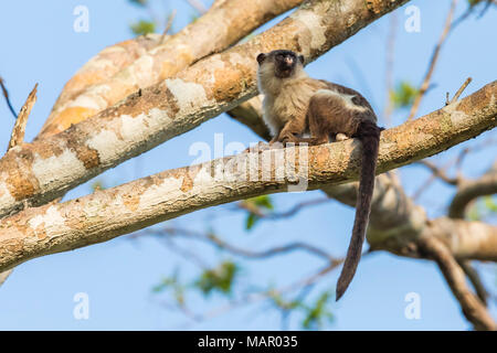 Un adulte ouistiti à queue noire (Mico melanurus), Pousado Rio Claro, Mato Grasso, Brésil, Amérique du Sud Banque D'Images