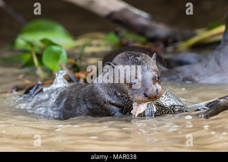 Les jeunes loutres de rivière géantes (Pteronura brasiliensis), l'alimentation près de Porto Jofre, Mato Grosso, Pantanal, Brésil, Amérique du Sud Banque D'Images