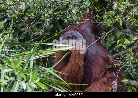 Les hommes sauvages (Pongo pygmaeus orang-outan de Bornéo), sur la rivière Sekonyer, Bornéo, Indonésie, Asie du Sud, Asie Banque D'Images