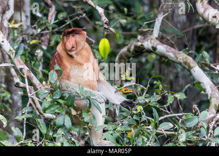 Mâle adulte proboscis monkey (Nasalis larvatus), Parc national de Tanjung Puting, Kalimantan, Bornéo, Indonésie, Asie du Sud, Asie Banque D'Images