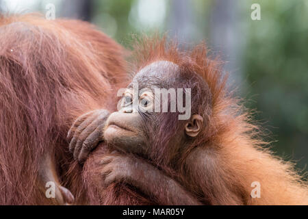 La mère et le bébé orang-outans (Pongo pygmaeus), Buluh Kecil River, Bornéo, Indonésie, Asie du Sud, Asie Banque D'Images