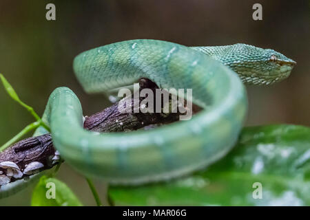 Pit Viper vert carénées de Bornéo (Tropidolaemus subannulatus), Parc national de Tanjung Puting, Kalimantan, Bornéo, Indonésie, Asie du Sud, Asie Banque D'Images