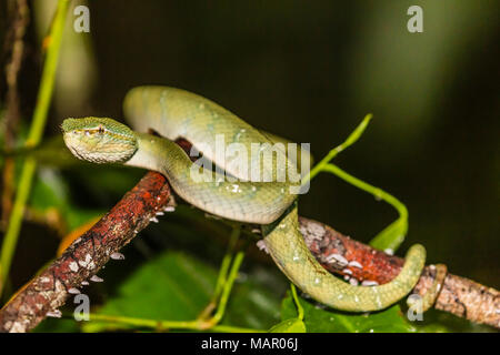 Pit Viper vert carénées de Bornéo (Tropidolaemus subannulatus), Parc national de Tanjung Puting, Kalimantan, Bornéo, Indonésie, Asie du Sud, Asie Banque D'Images