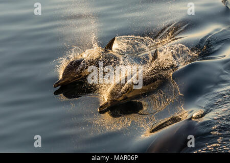 Dauphins communs à long bec (Delphinus capensis), service équestre, Isla Danzante, Baja California Sur, au Mexique, en Amérique du Nord Banque D'Images