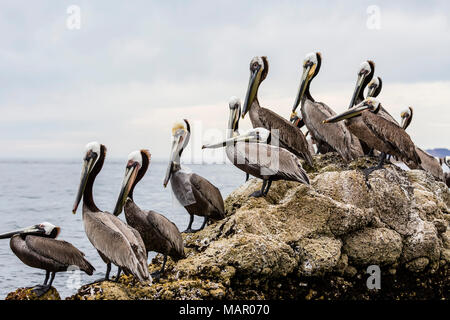 Des profils le pélican brun (Pelecanus occidentalis), l'un avec sac en plastique, le port de Santa Rosalia, Baja California Sur, au Mexique, en Amérique du Nord Banque D'Images