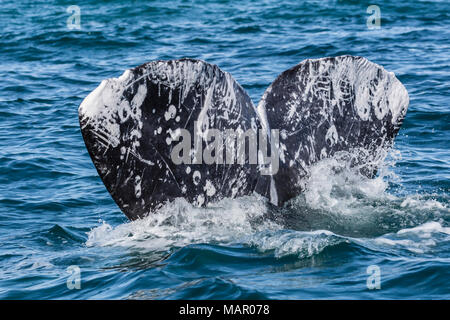 Baleine grise de Californie adultes (Eschritius robustus) jusqu'à la nageoire caudale de la plongée dans le lagon de San Ignacio, Baja California Sur, au Mexique, en Amérique du Nord Banque D'Images