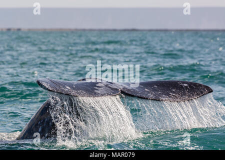Baleine grise de Californie adultes (Eschritius robustus) jusqu'à la nageoire caudale de la plongée dans le lagon de San Ignacio, Baja California Sur, au Mexique, en Amérique du Nord Banque D'Images