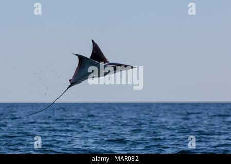 Munk adultes diable pygmée ray (Mobula munkiana), sautant près de Isla Danzante, Baja California Sur, au Mexique, en Amérique du Nord Banque D'Images