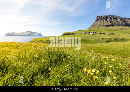 Fleurs sauvages dans les verts pâturages, Gasadalur, Vagar et Island, îles Féroé, Danemark, Europe Banque D'Images