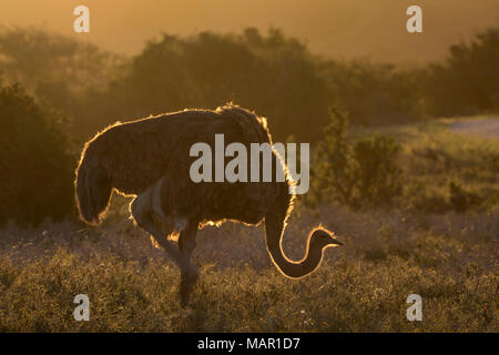 Autruche (Struthio camelus), parc national Addo, Eastern Cape, Afrique du Sud, l'Afrique Banque D'Images