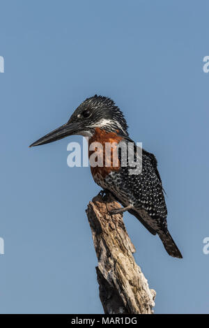 Martin-pêcheur géant (Megaceryle maxima), la rivière de Chobe, Botswana, Africa Banque D'Images