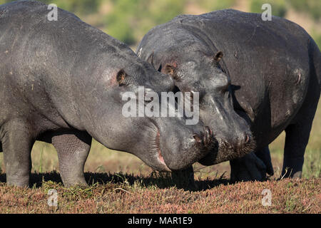 Hippopotame (Hippopotamus amphibius), Chobe National Park, Botswana, Africa Banque D'Images