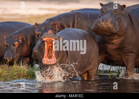 Hippopotame (Hippopotamus amphibius), la rivière de Chobe, Botswana, Africa Banque D'Images