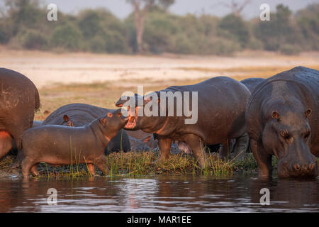 Hippopotame (Hippopotamus amphibius), la rivière de Chobe, Botswana, Africa Banque D'Images