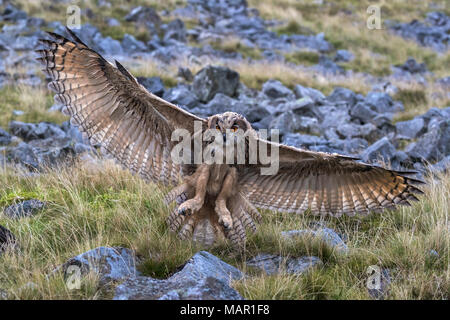 (L'Eurasie) eagle owl (Bubo bubo) juvenile en vol, captive, Cumbria, Angleterre, Royaume-Uni, Europe Banque D'Images