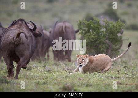 Lioness (Panthera leo) Abandon d'une attaque sur un troupeau de buffles du Cap, l'Addo Elephant National Park, Afrique du Sud, l'Afrique Banque D'Images