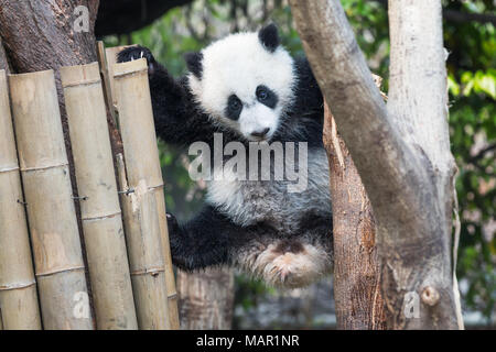 Panda cub jouant dans un arbre, Chengdu, Chine Banque D'Images