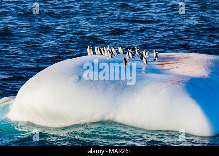 Jugulaire (Pygoscelis antarcticus), Gentoo (Pygoscelis papua) Manchots Adélie (Pygoscelis adeliae) sur un iceberg, détroit de Bransfield, Antarctique, Pola Banque D'Images