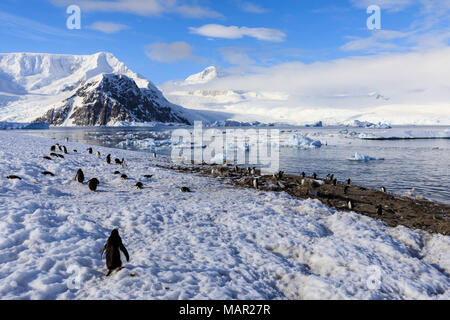 Manchots papous (Pygoscelis papua) et un paysage magnifique, soleil du matin et la brume, Neko Harbour, la Terre de Graham, en Antarctique, les régions polaires Banque D'Images